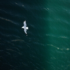 seagull in the Mediterranean sea, Genova, Italy 