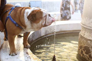 Englesh bulldog is drinking water from a public fountain