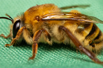 close up of a bee