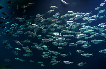 Fototapeta na wymiar Fish bank swimming in the blue sea water