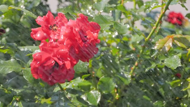 Water drops falling down: process of watering beautiful blooming flowers - red roses at park, garden - slow motion, close up view. Gardening, blooming, nature, floral and decoration concept