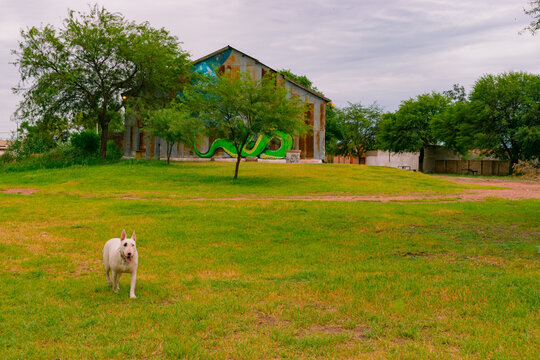 perro caminando en peque&ntilde;o parque de recreaci&oacute;n en castelli - chaco - argentina