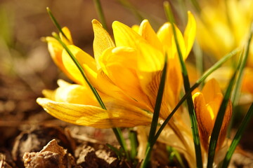 Yellow crocus flowers grow in sunny garden.