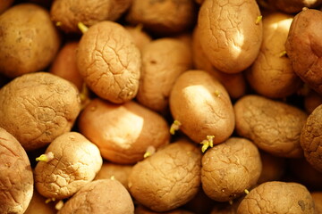 background old wrinkled potatoes with shoots