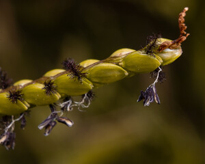 ants on a branch