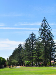 Fototapeta na wymiar Old trees on the street of Adelaide, Australia