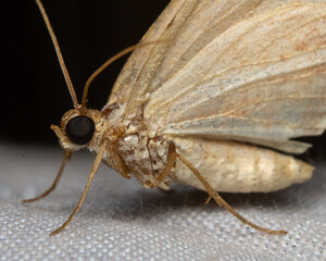 moth macro photo