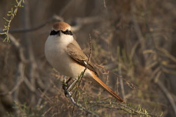 Red-tailed Shrike perched on a branch at Asker marsh, Bahrain