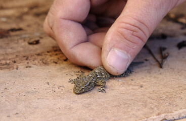 Hand and lizard