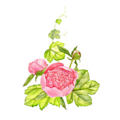 watercolor drawing flowers