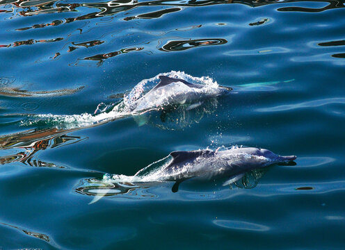 Wild Dolphin Family is swimming in Khasab, Oman