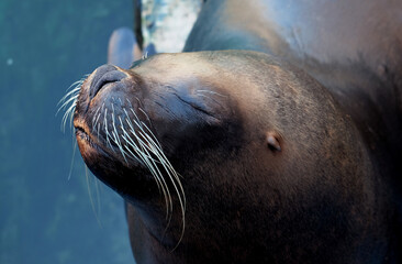 Sea lion with eyes closed relaxing