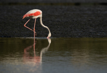 A Greater Flamingo feeding at Tubli bay in the morning, Bahrain