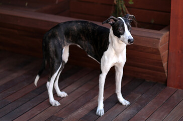 Galgo spanish dog portrait