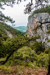 landscape forest with rocks and pine trees