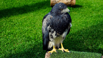 Beautiful Chilean blue eagle - Geranoaetus melanoleucus with grey feathers standing on the green grass in sunlight