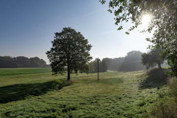 A peaceful cool morning scene with a tree on a meadow.