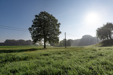 Fototapeta na wymiar A peaceful cool morning scene with a tree on a meadow.