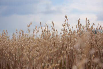 cereal plants grow in the field, harvest of cereal plants