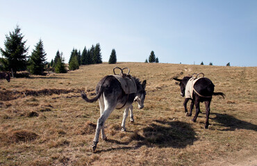Two donkeys walking on a hill at country side