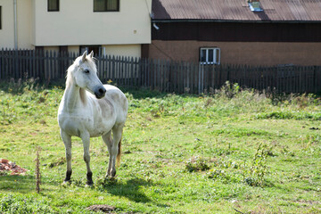 White horse in the house yard on the grass looking