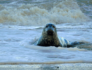 Naklejka premium Grey Seal in Water