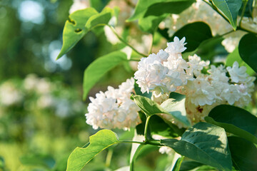 White Lilac shrub flowers blooming in spring garden. Common lilac Syringa vulgaris bush. Close-up with soft focus of a branch on a lilac tree. Selective focus.