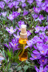 Obraz na płótnie Canvas Crocus flower aroma oil. Saffron oil for skin. Bottle with massage oil near beautiful spring flowers. Mockup. Close-up.