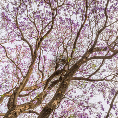 Jacaranda tree