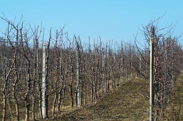 View on the rows of a tree nursery with numerous young trees in the early spring 