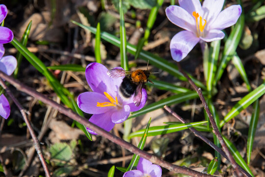 Bee on a purple spring flower. Bees wake up and start to work. Bee picking pollen from the crocus. Macro. Beautiful saffron. Honey Bee collecting pollen from a purple blossom.