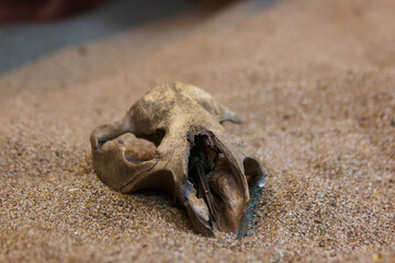 Fototapeta na wymiar artificial skull in the sand