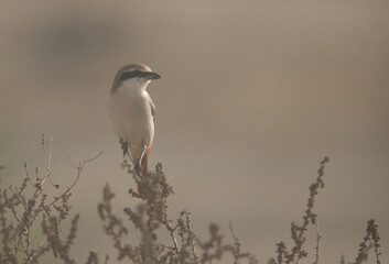 Red-tailed Shrike and dust, Bahrain