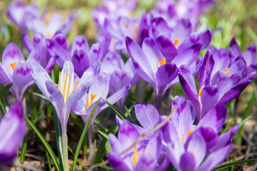 Fototapeta na wymiar Very beautiful spring purple crocus flowers in the garden. Beautiful fresh saffron flowers in the sunlight. Close-up. Valley of crocuses. Blurred background.