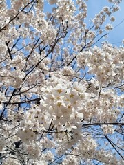 cherry blossom in spring. focused on the flower. photographed in daytime.