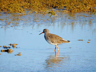 Common Redshank Wading