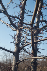 Huge thorns on the trunk of the gleditsia tree