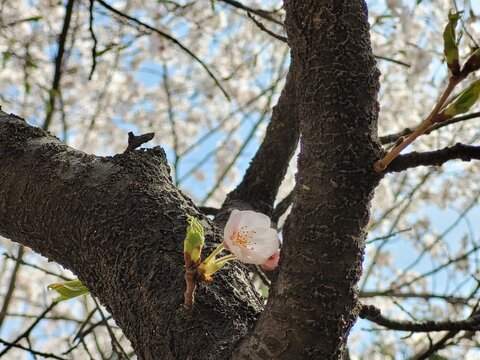 cherry blossom branch in spring. focused on the flower. photographed in daytime.