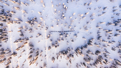 Bird’s eye aerial view, group of travelers walk together on snowy path in white coniferous forest trees covered by snow,tourists discover lands on expedition in Lapland. Trekking in Riisitunturi park