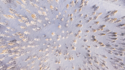 Aerial view from drone of frozen snowy pines of coniferous forest trees in Lapland National park environment, bird’s eye top view of famous natural landmark in Riisitunturi on winter season