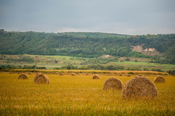 Harvested field with straw bales. dry hay rolls for cattle feed, grass harvesting for cows.
