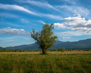 tree in the field