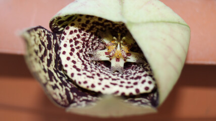 Orbea variegata succulent plant cactus flower