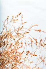 Dried heather plant. Selective focus.  Background and texture.