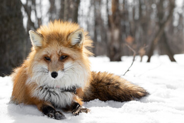 Obraz premium A red fox in a collar lies with a sad look at the snow in the middle of a winter forest with bare trees. Predator close-up in natural habitat. Fluffy animal in a counter-light. High quality photo