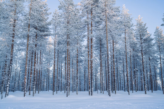 Beautiful natural environment on wild white northern destination getaway, scenic picture of winter season forest with frost and snow on trees brunches