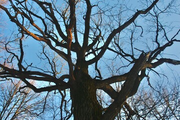 tree branches against sky
