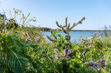 Thickets of wild mint. Blooming mint Lamiaceae.