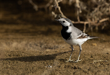 White wagtail perched on ground at hamala, Bahrain