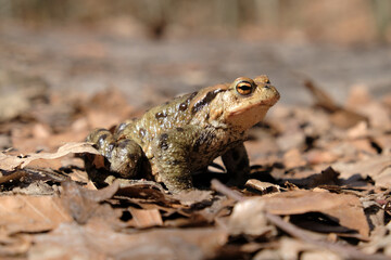 Gray toad (Bufo bufo) standing on dry leaves in forest during mating season